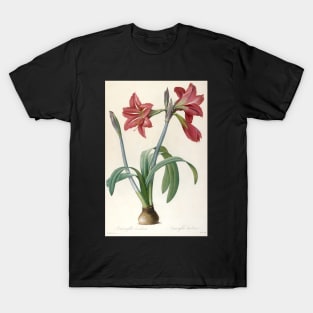 Amaryllis Brasiliensis (Brazilian Amaryllis) by Pierre-Joseph Redoute T-Shirt